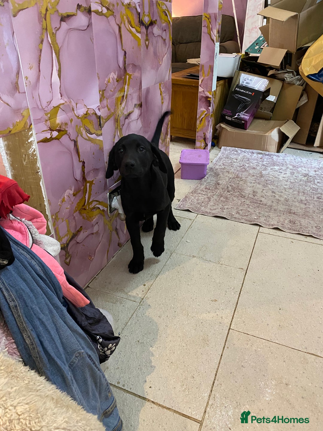 Labrador Retriever dogs for sale: Ready to leaveNOW Kc Labrador puppy ALL injections - Image 27