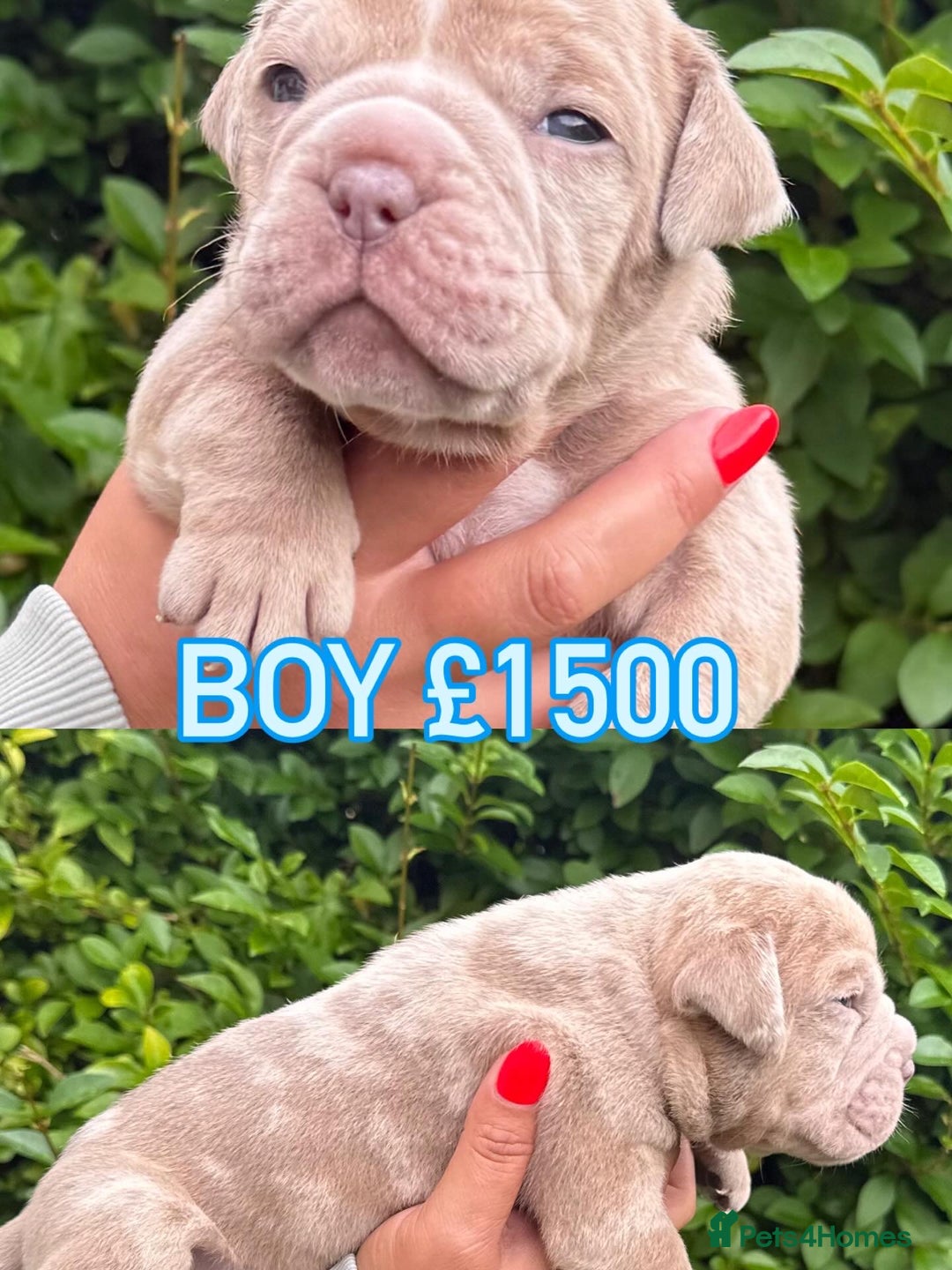Olde English Bulldogge dogs for sale: Old English Bulldog Pups - Image 5