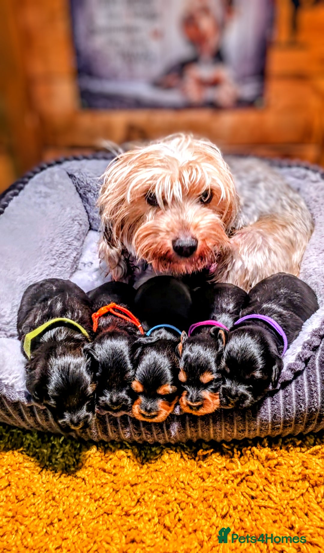 Yorkiepoo dogs for sale: GENUINE F1 YORKIEPOO PUPPIES  - Advert 8