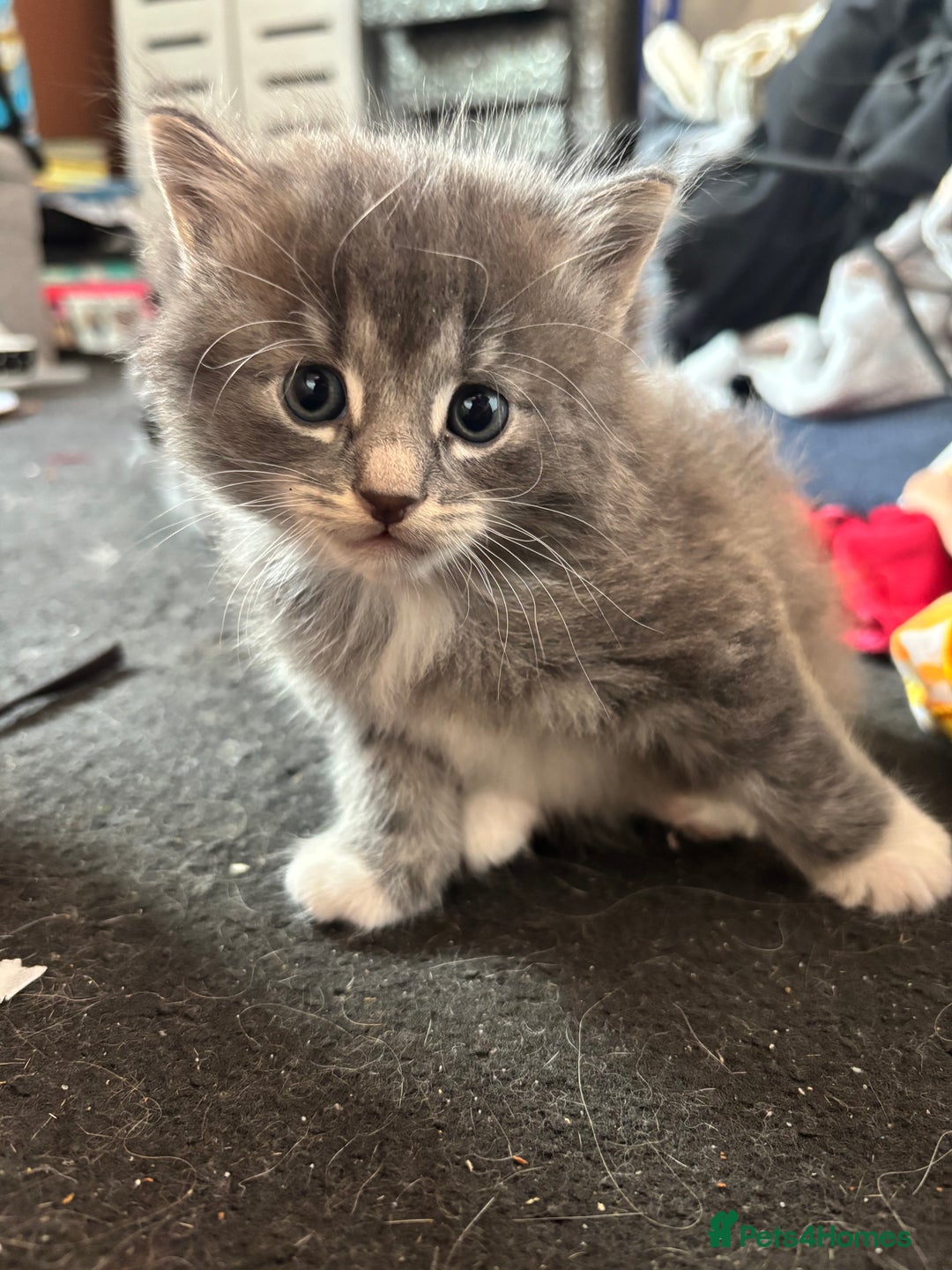 British Shorthair cats for sale: Beautiful grey kitten male  - Image 7