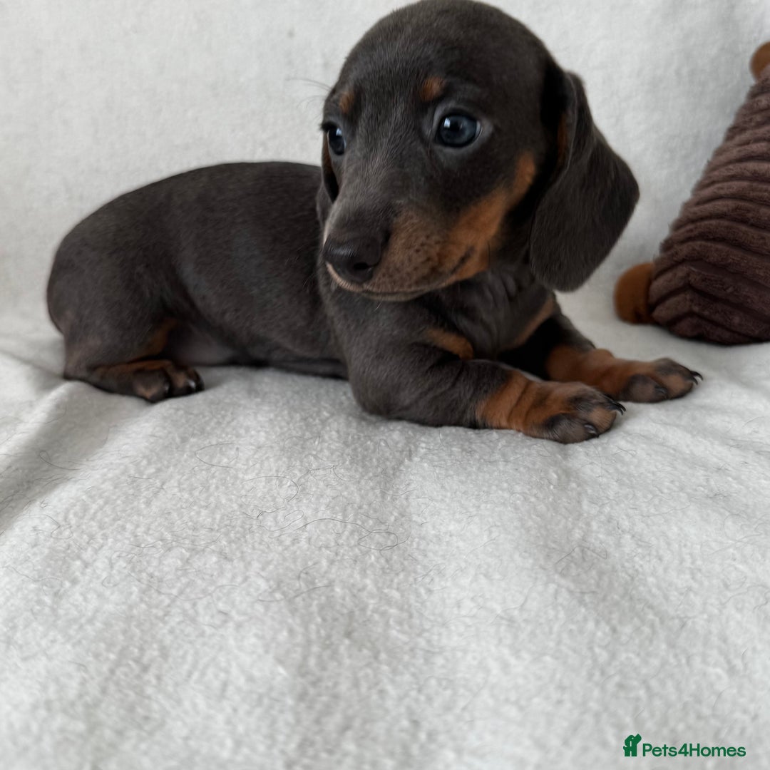 Dachshund dogs for sale: Mini smooth coat dachshunds  - Advert 3