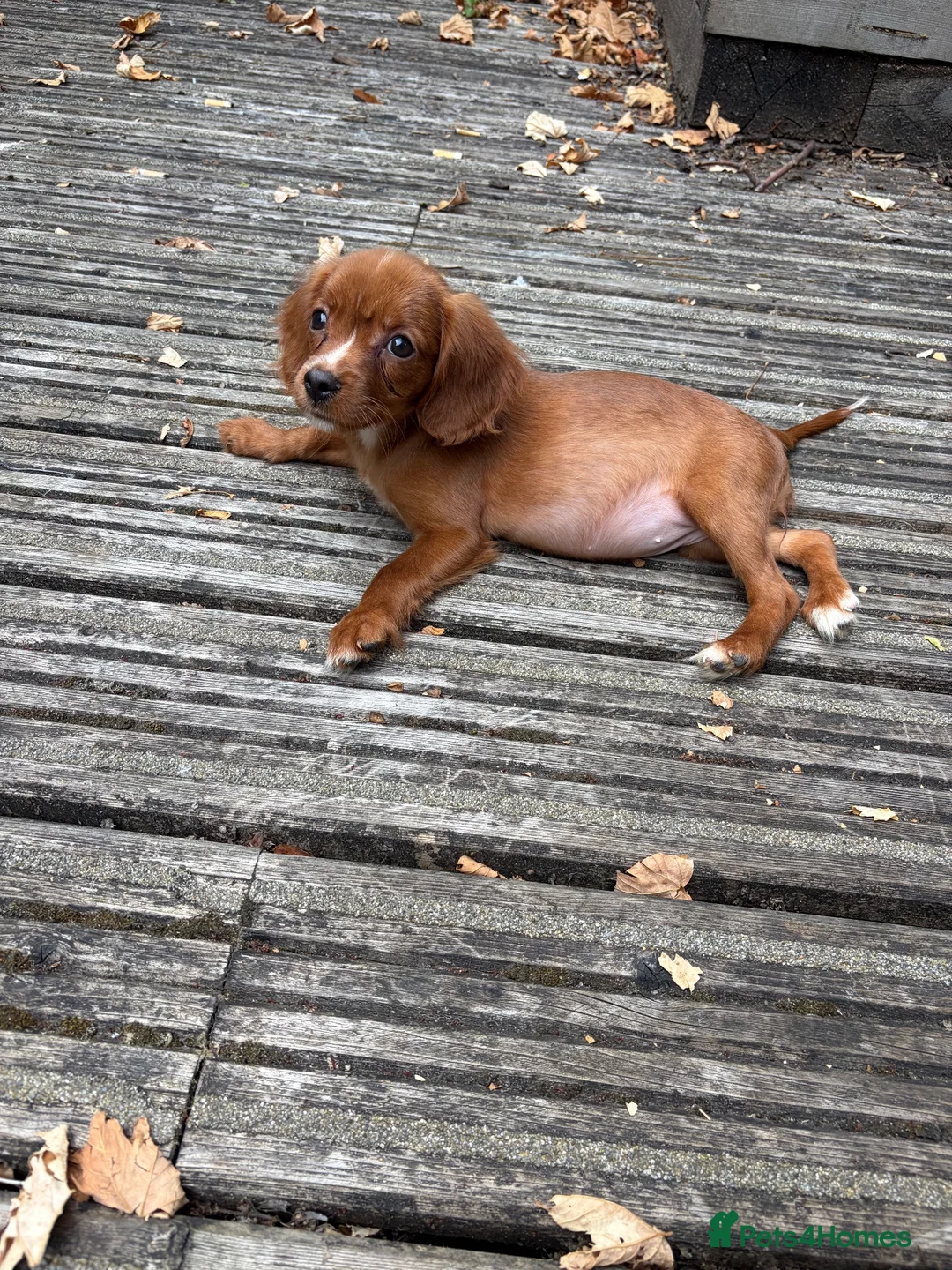 Cavapoo dogs for sale: Toy Cavapoo puppies- available 1 boy and 1 girl. - Advert 2
