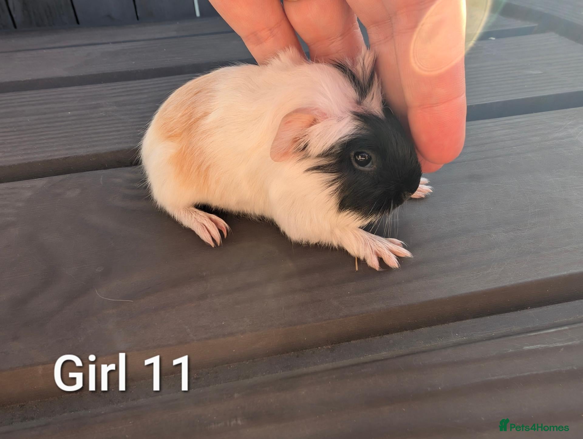 Guinea Pig rodents Funky babies  - Advert 2