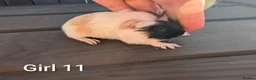 Guinea Pig rodents for sale: Funky babies  in Washington - Advert 2