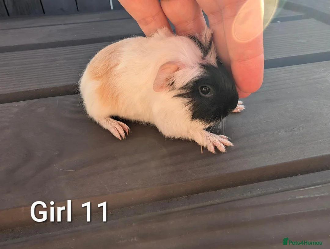 Guinea Pig rodents for sale: Funky babies  in Washington - Advert 2