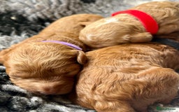 Cavapoo dogs for sale: F1b Toy cavapoo puppies extensively health tested - Image 3