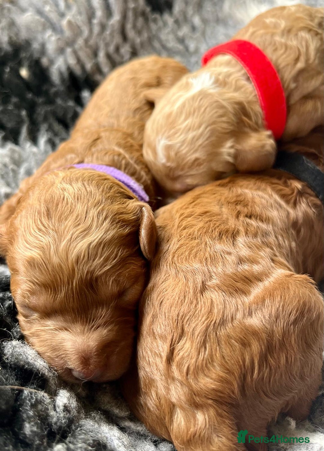 Cavapoo dogs for sale: F1b Toy cavapoo puppies extensively health tested - Image 3