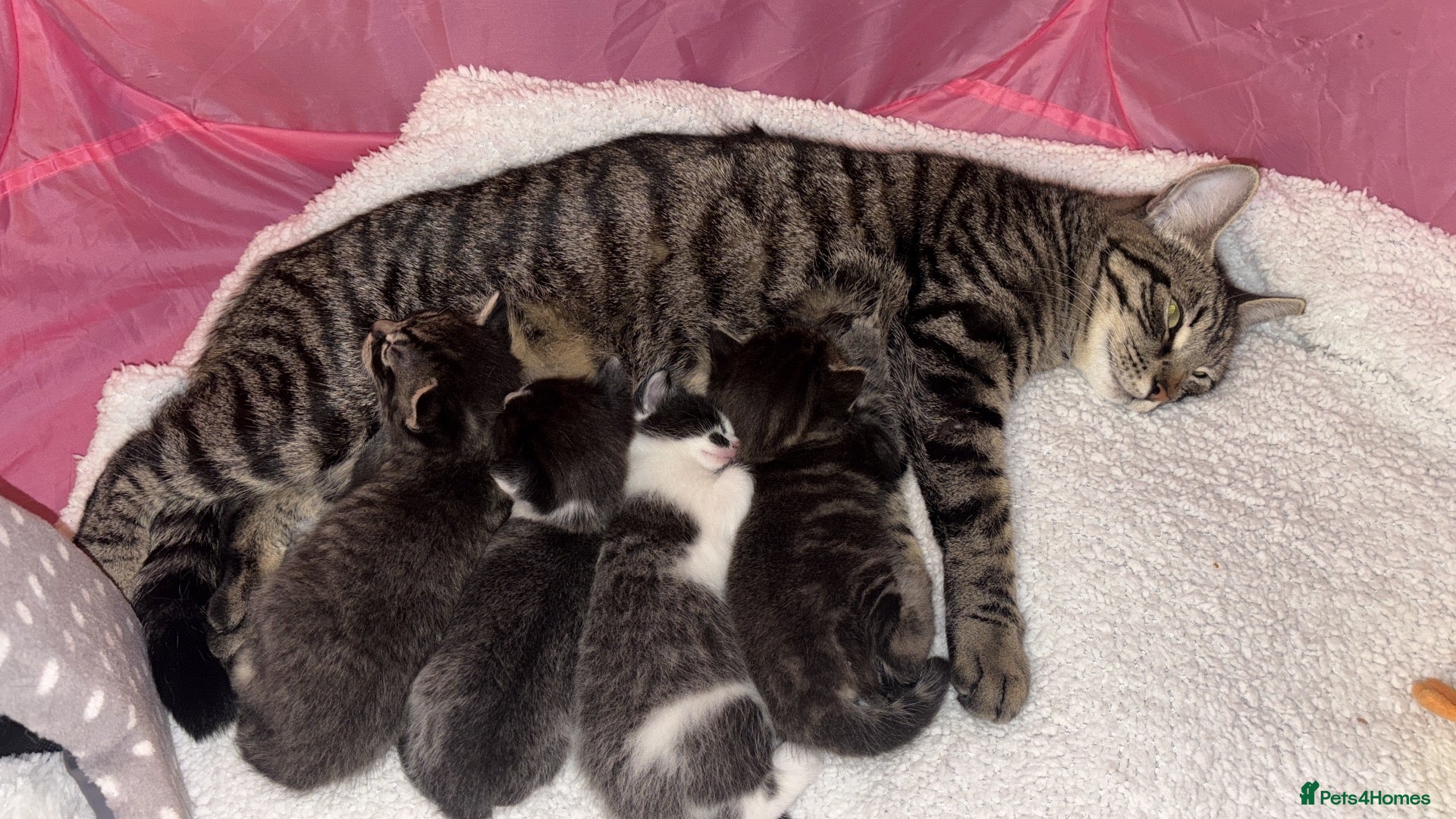 Domestic Shorthair cats for sale: Four beautiful healthy happy kittens  - Advert 15