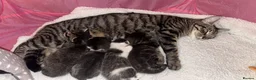 Domestic Shorthair cats for sale: Four beautiful healthy happy kittens  - Advert 1