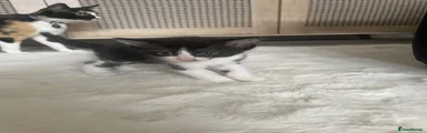 Spot