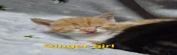 Mixed Breed cats for sale: Beautiful kittens looking for their forever homes  - Advert 22