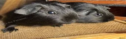 Guinea Pig rodents for sale: Various Guinea Pigs Boars and Sows - Advert 3