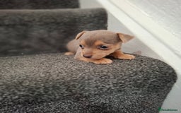 Jack Russell dogs for sale: Jack Russel puppy's  - Image 13