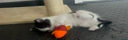 Domestic Shorthair cats for sale: Beautiful Black & White Kittens – Very Socialised - Advert 8