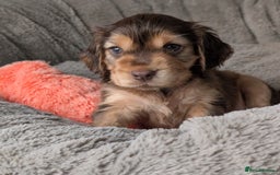 Cocker Spaniel dogs for sale: K C Reg, Show Cocker pups - Image 6