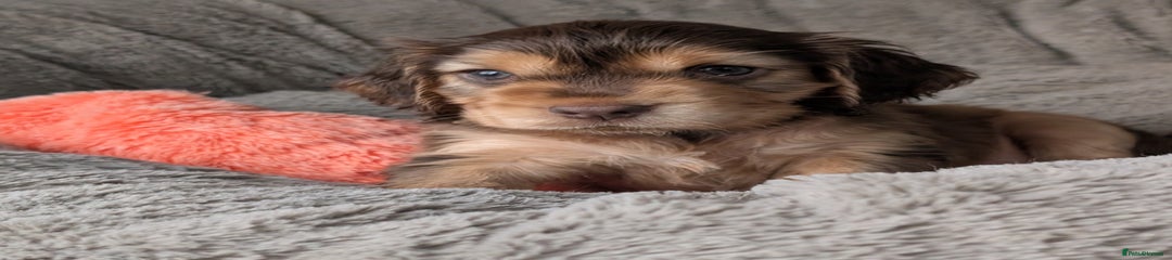 Cocker Spaniel Puppy 1