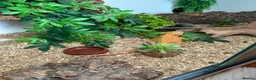 Bearded Dragon reptiles for sale: 2 bearded dragons  in Plymouth - Advert 5