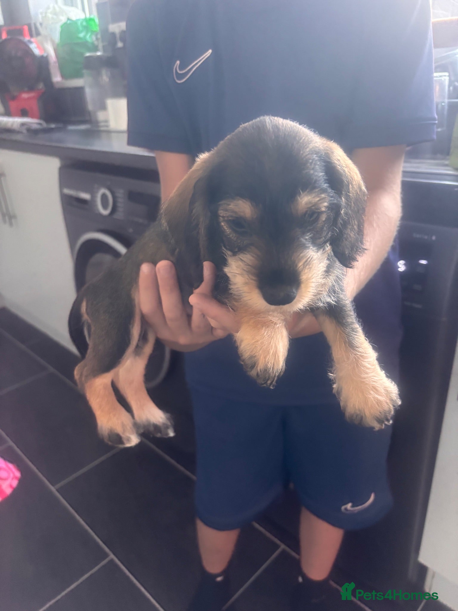 Mixed Breed dogs Miniature Schnauzer + Miniature  Dachshund - Advert 6