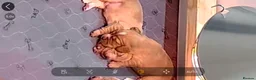 Cocker Spaniel dogs for sale: KC Working Cocker Spaniels - Advert 3