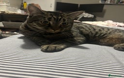 British Shorthair cats for sale: 2 cats for sale - Image 5