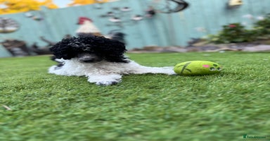 Toy Poodle dogs - Advert 1