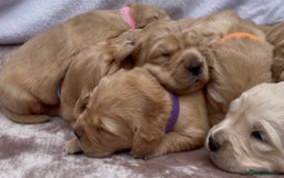 Golden Retriever dogs for sale: OUTSTANDING PEDIGREE GOLDEN RETRIVER PUPPIES KC - Image 21