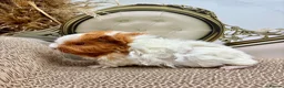 Guinea Pig rodents for sale: LOTS OF FEMALE GUINEA PIGS AVAILABLE  - Advert 5