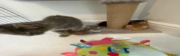 Russian Blue cats for sale: Russian Blue X kittens ready for new homes  - Advert 3