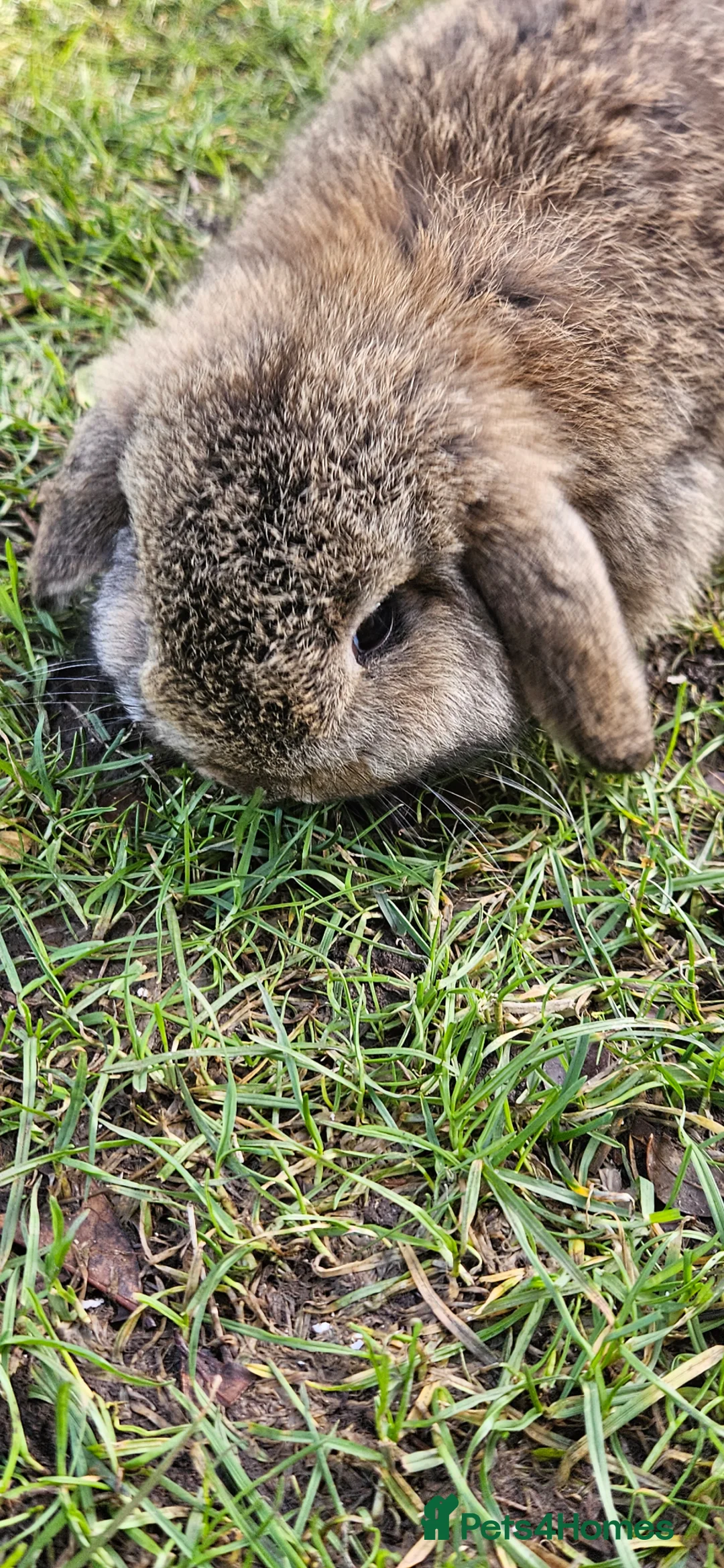 Mini Lop rabbits for sale: Mini Dwarf Lops - Advert 2