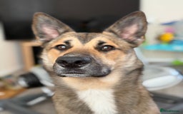 Mixed Breed dogs for sale: Ghost  - Image 4