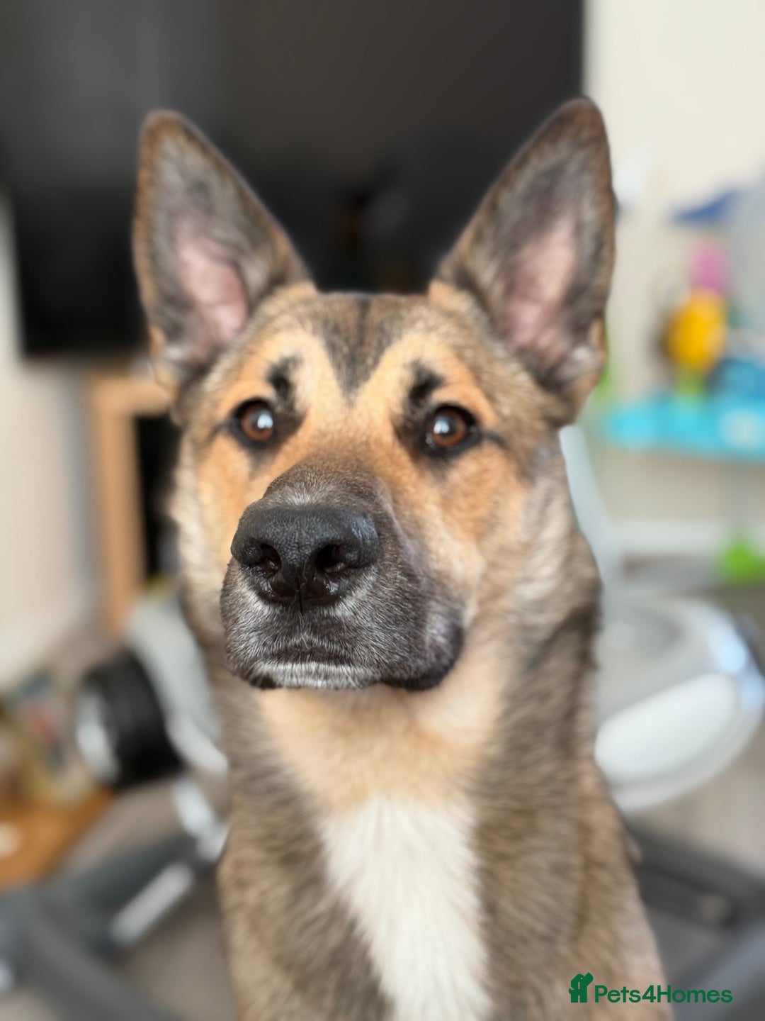 Mixed Breed dogs for sale: Ghost  - Image 4
