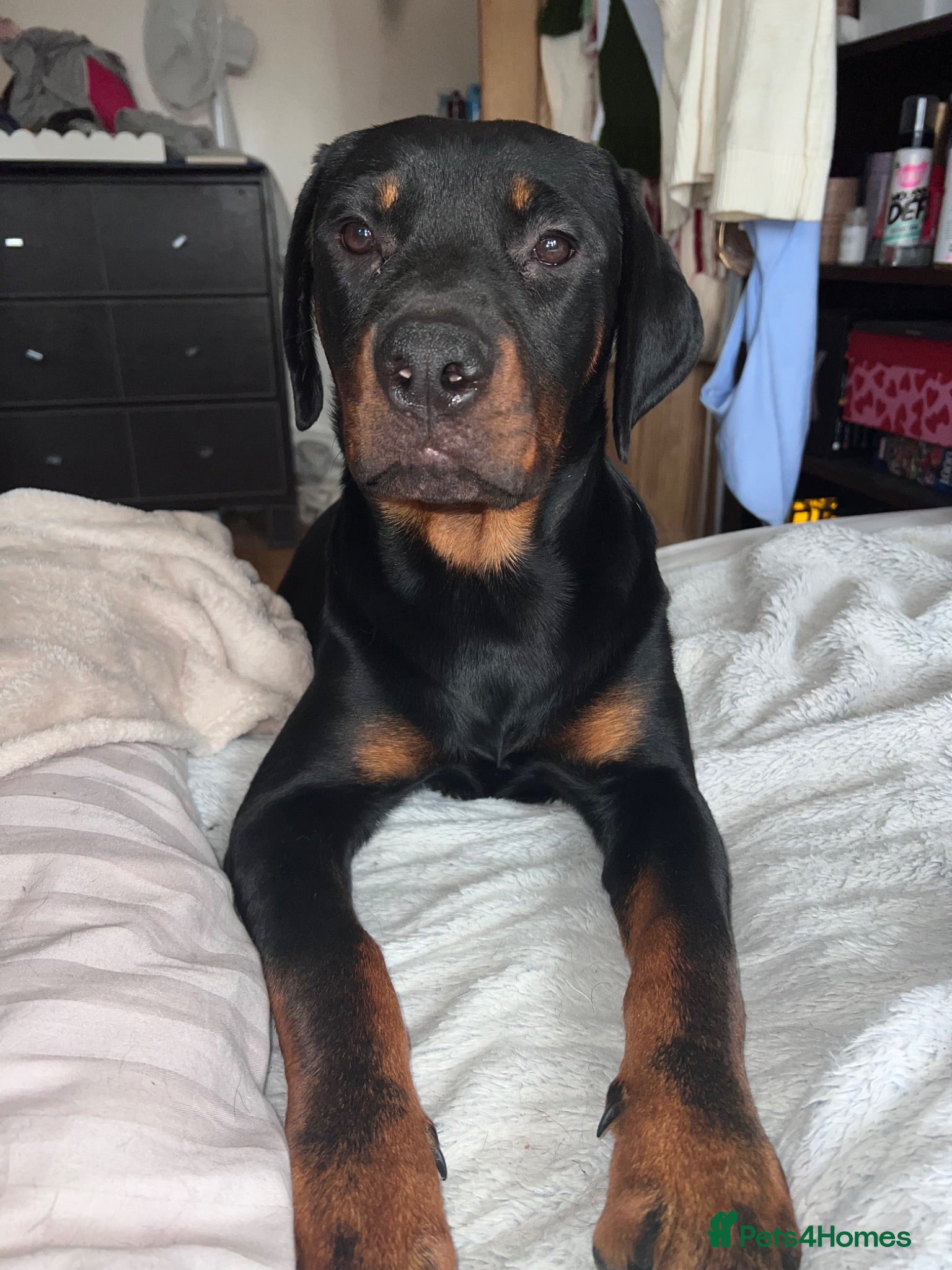 Mixed Breed dogs Rottweiler x Old Tyme Bulldog Puppies 7 months old - Advert 2