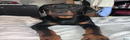 Mixed Breed dogs for sale: Rottweiler x Old Tyme Bulldog Puppies 6 months old - Advert 5
