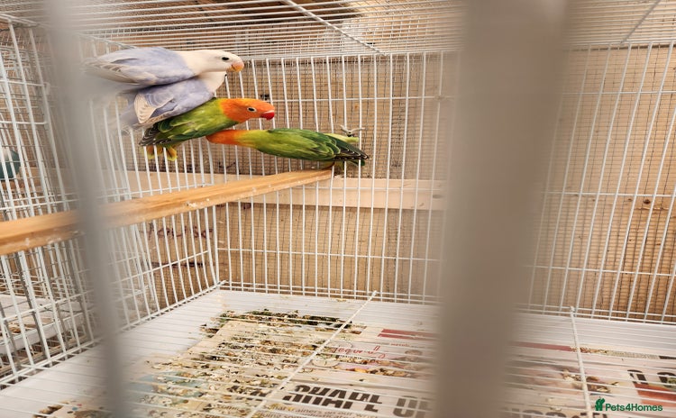 Lovebirds birds - Advert 1