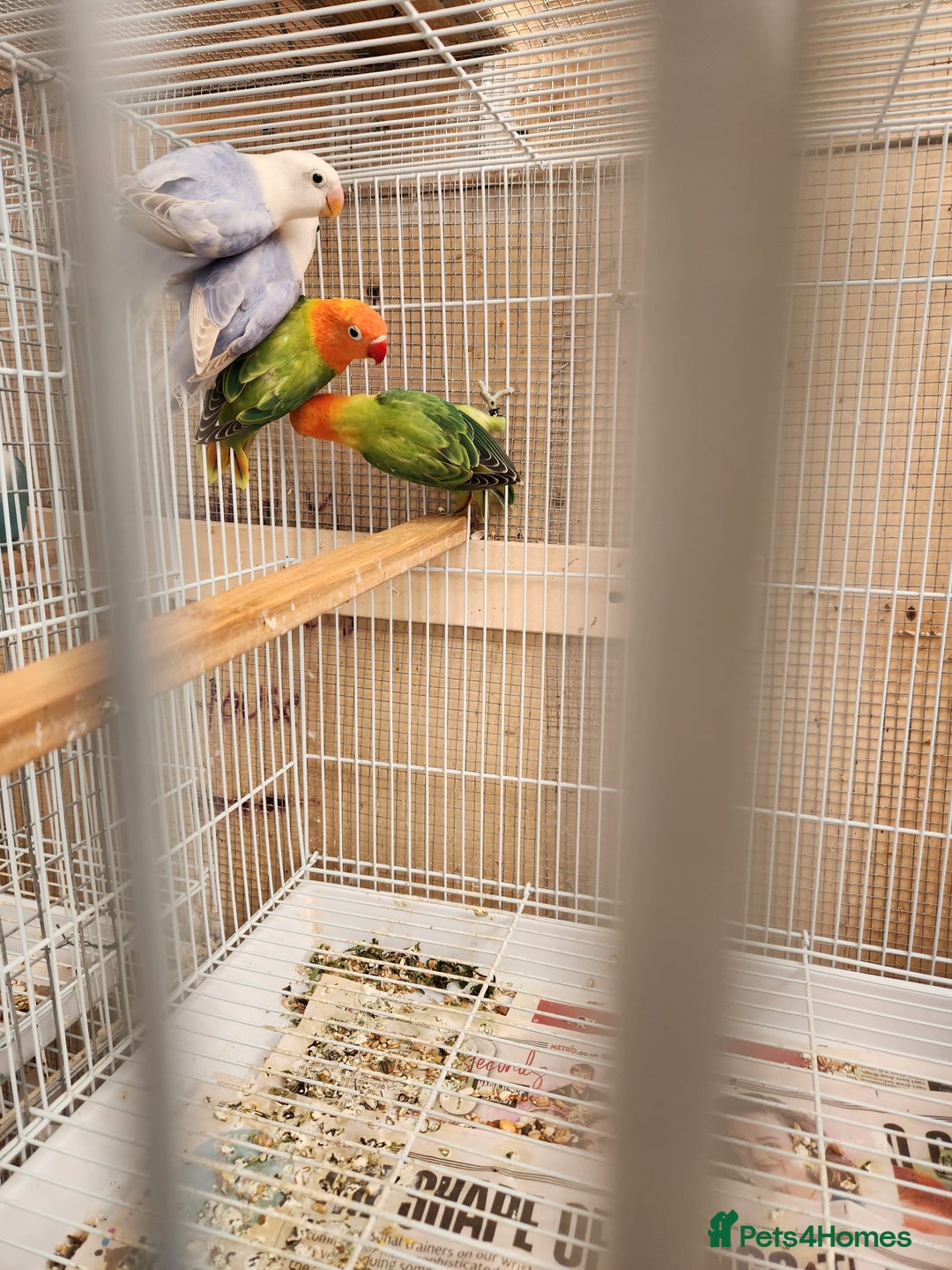 Lovebirds birds for sale:  PIED OPALINE AND GREEN OPA FOR SALE - Image 1