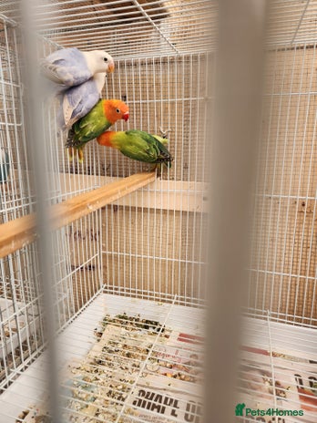 Lovebirds birds - Advert 2