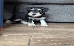 Miniature Schnauzer dogs for sale: Kc reg miniature schnauzer pups available  - Image 11