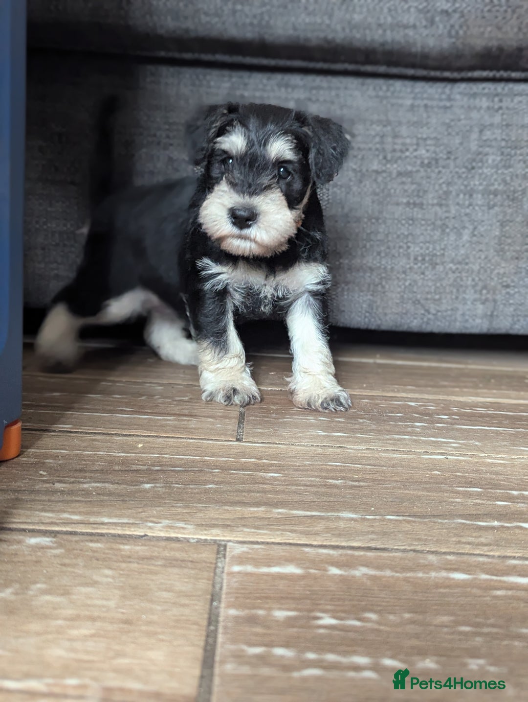 Miniature Schnauzer dogs for sale: Kc reg miniature schnauzer pups available  - Image 11