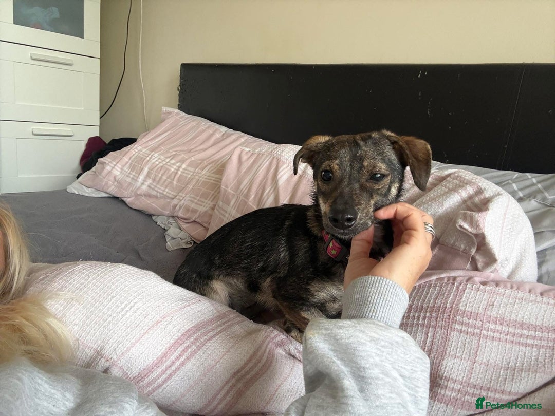 Mixed Breed dogs for adoption: Minnie - Hingham Norfolk  - Advert 20