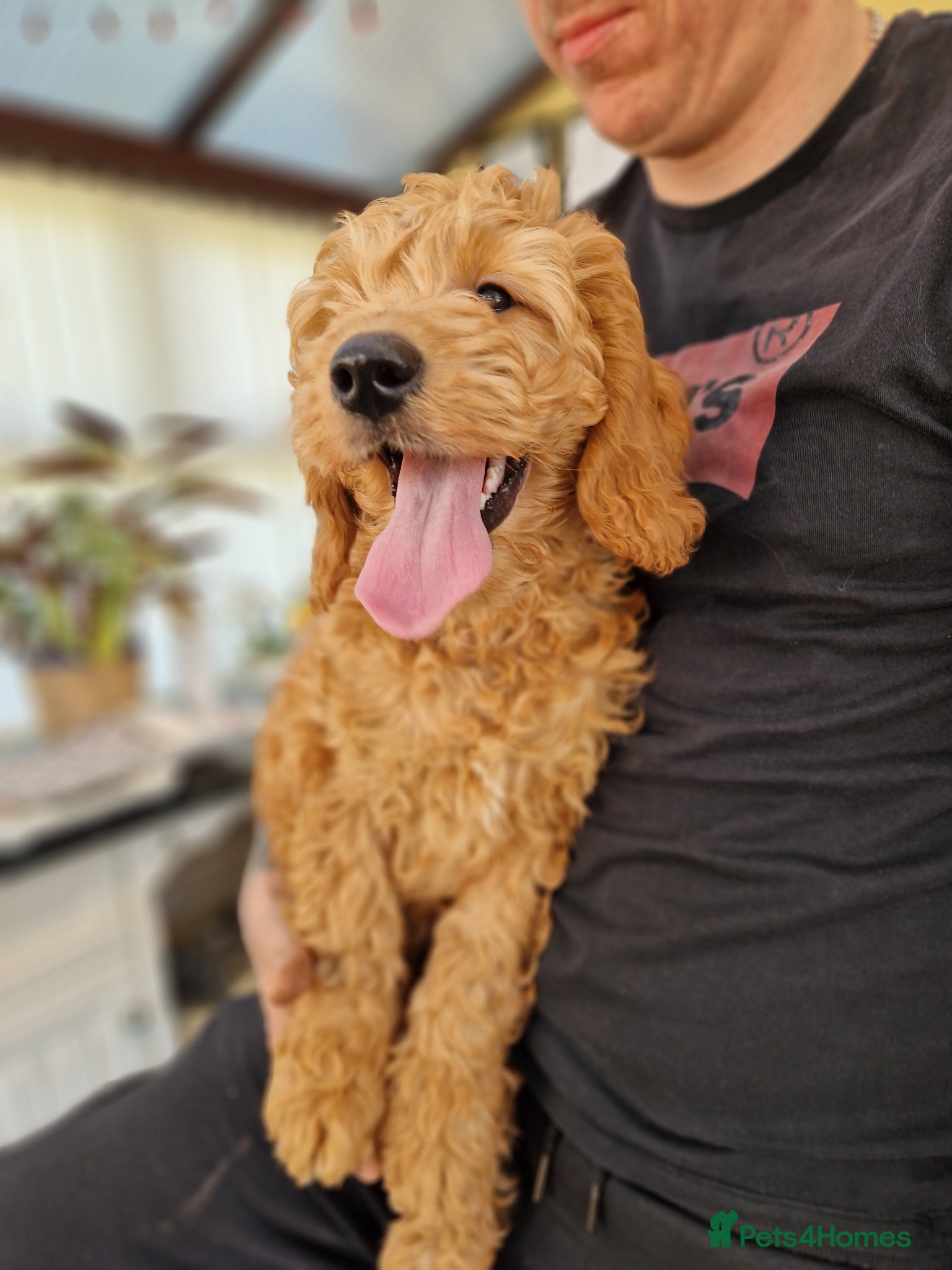 Goldendoodle dogs F1 Goldendoodle puppies ready now  - Advert 1