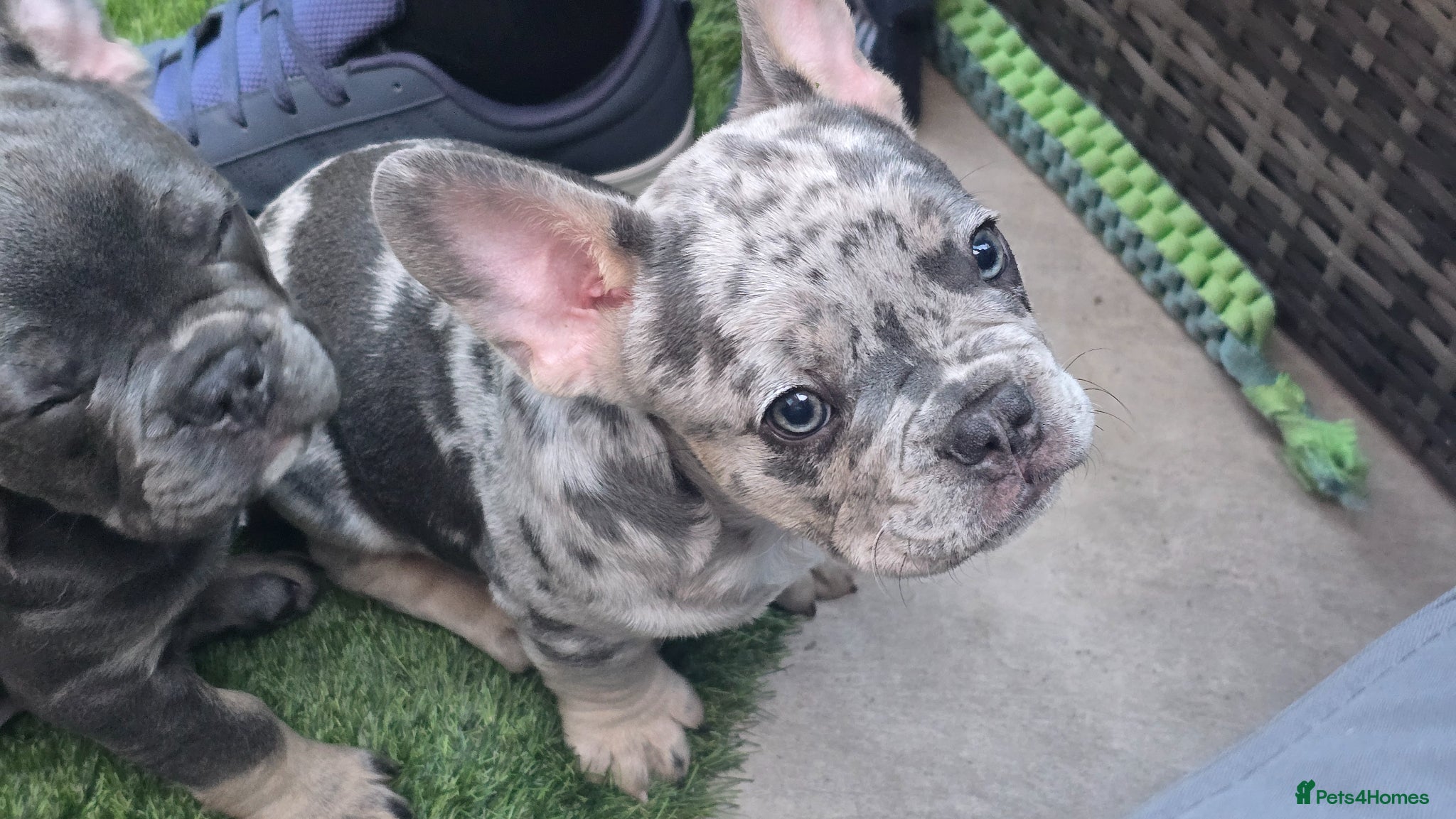 French Bulldog dogs 🐾 stunning french bulldog puppies - ready now 🐾 - Advert 15