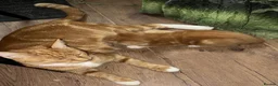 Mixed Breed cats for sale: Velvet kisses  - Advert 5