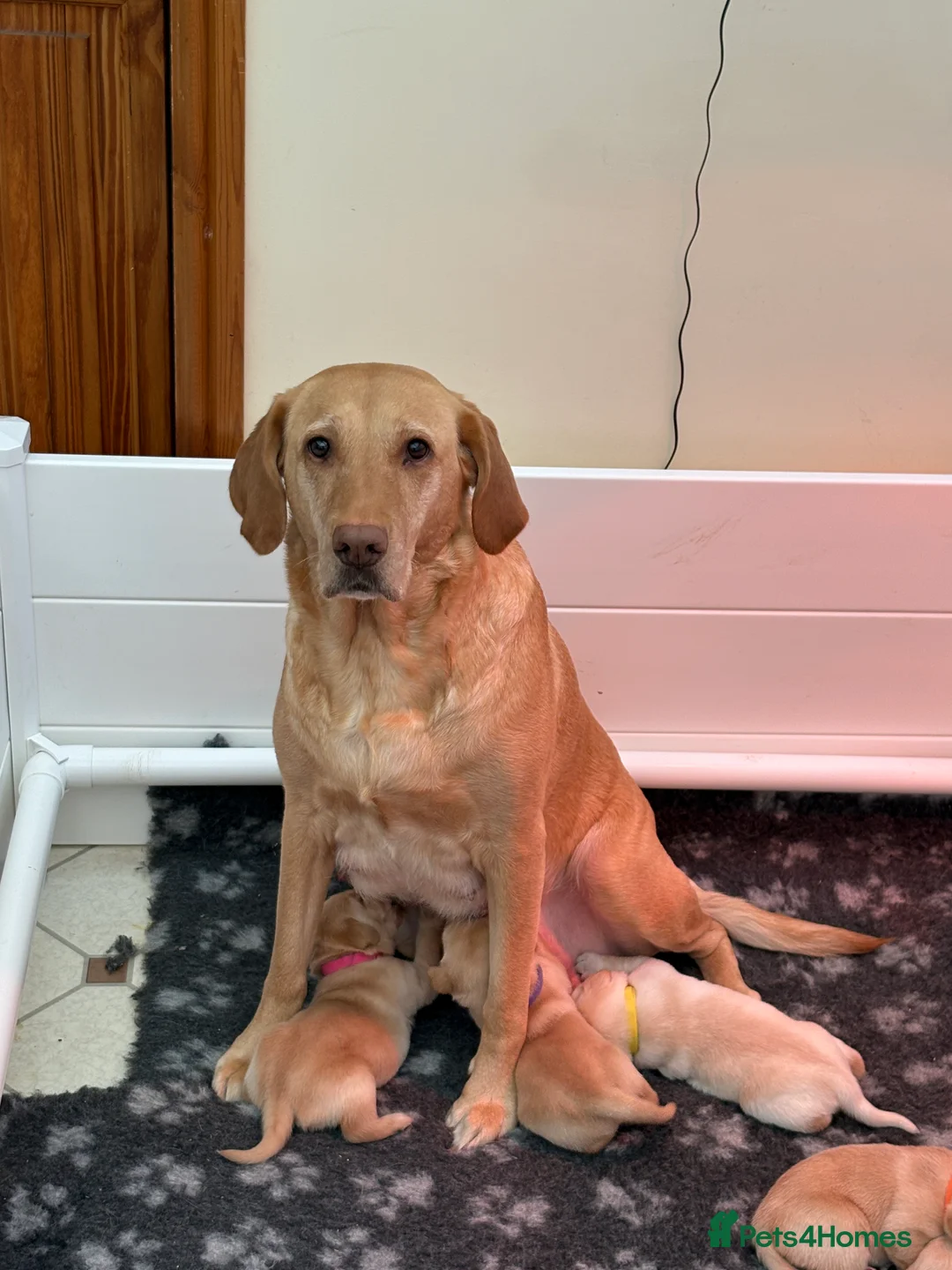 Labrador Retriever dogs for sale: Beautiful Labrador Puppies for Sale - Advert 10