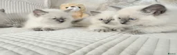 Ragdoll cats for sale: Stunning Bluepoint Ragdoll Kittens for sale - Advert 5