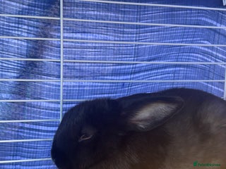 Mini Lop rabbits - Advert 29