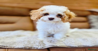 Cavapoo dogs - Advert 4