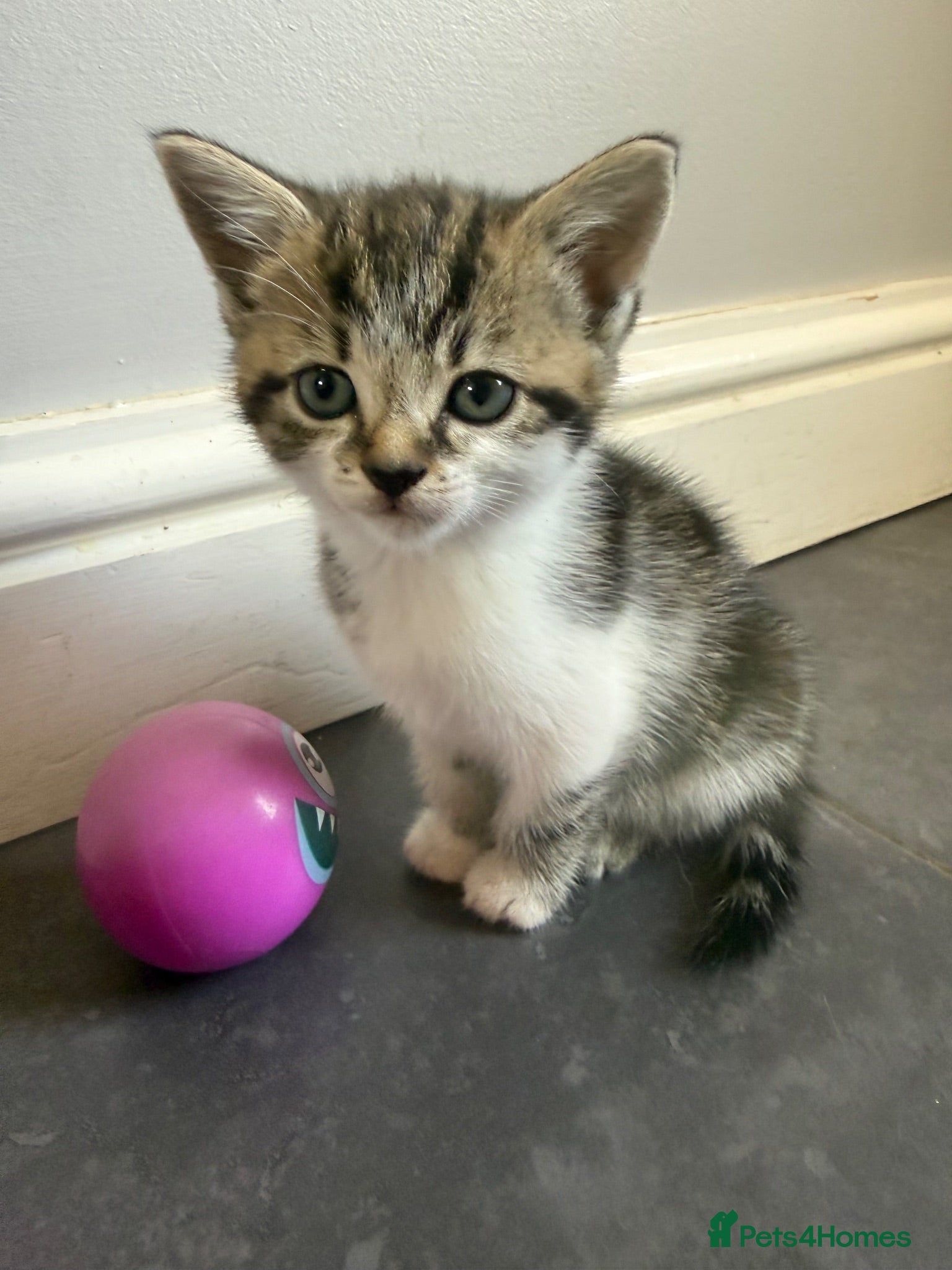 Mixed Breed cats Tabby Kittens  - Advert 14