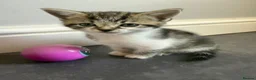 Mixed Breed cats for sale: Tabby Kittens  - Advert 7