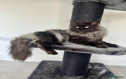 Ragcoon cats for sale: Ragcoons (Ragdoll x Mainecoon)  - Image 2
