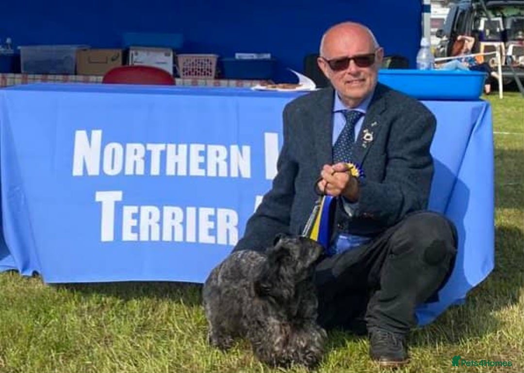 Cesky Terrier dogs for sale: CESKY TERRIER PUPPIES. advance notice - Advert 11